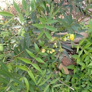 Senna barclayana (Smooth Senna) at Moollattoo, NSW - 2 Feb 2025 by plants