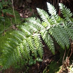 Polystichum australiense (Harsh Shield Fern) at Budgong, NSW - 2 Feb 2025 by plants