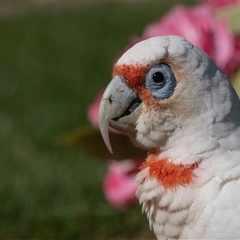 Cacatua tenuirostris (Long-billed Corella) at Phillip, ACT - 7 Feb 2025 by rawshorty