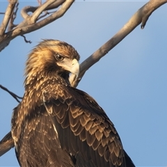 Aquila audax (Wedge-tailed Eagle) at Pialligo, ACT - 7 Feb 2025 by rawshorty