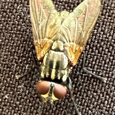 Unidentified Blow fly (Calliphoridae) at Acton, ACT - 24 Jan 2025 by JanetRussell