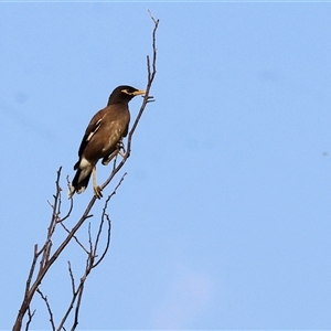 Acridotheres tristis at Wodonga, VIC - 7 Feb 2025 07:17 AM