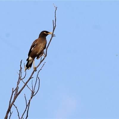 Acridotheres tristis (Common Myna) at Wodonga, VIC - 7 Feb 2025 by KylieWaldon