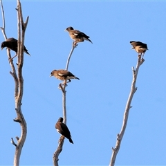 Acridotheres tristis at Wodonga, VIC - 7 Feb 2025 07:17 AM