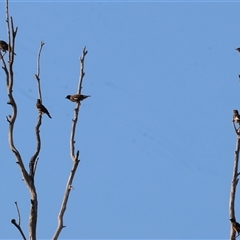 Acridotheres tristis at Wodonga, VIC - 7 Feb 2025 07:17 AM