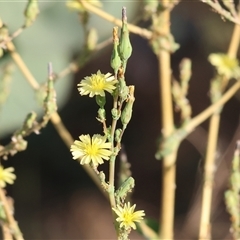 Lactuca serriola (Prickly Lettuce) at Wodonga, VIC - 7 Feb 2025 by KylieWaldon