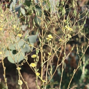 Lactuca serriola at Wodonga, VIC - 7 Feb 2025 07:24 AM