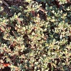 Portulaca oleracea at Wodonga, VIC - Today by KylieWaldon