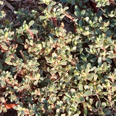 Portulaca oleracea (Munyeroo ,Pigweed, Purslane) at Wodonga, VIC - 7 Feb 2025 by KylieWaldon