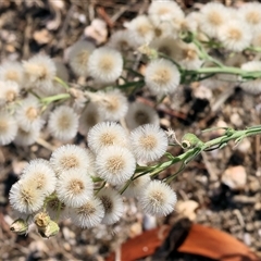 Erigeron bonariensis (Flaxleaf Fleabane) at Wodonga, VIC - 7 Feb 2025 by KylieWaldon