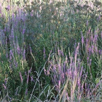 Lythrum salicaria (Purple Loosestrife) at Wodonga, VIC - 7 Feb 2025 by KylieWaldon