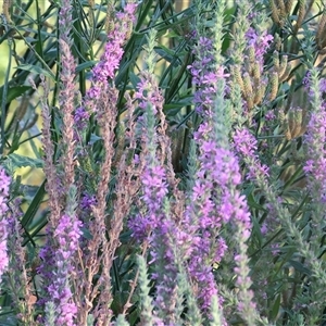 Lythrum salicaria at Wodonga, VIC - 7 Feb 2025 07:25 AM