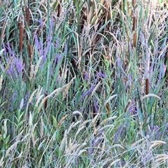 Lythrum salicaria at Wodonga, VIC - 7 Feb 2025 07:25 AM