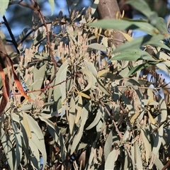 Amyema quandang var. quandang (Grey Mistletoe) at Wodonga, VIC - 7 Feb 2025 by KylieWaldon