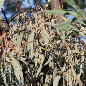 Amyema quandang var. quandang at Wodonga, VIC - 7 Feb 2025 07:29 AM