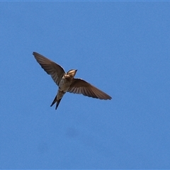 Hirundo neoxena (Welcome Swallow) at Wodonga, VIC - 7 Feb 2025 by KylieWaldon