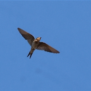 Hirundo neoxena at Wodonga, VIC - 7 Feb 2025 by KylieWaldon