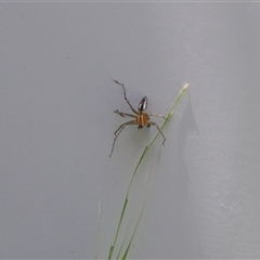 Unidentified Spider at Lyons, ACT - Today by ran452