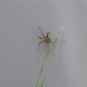 Oxyopidae (family) (Lynx spider) at Lyons, ACT - Yesterday by ran452