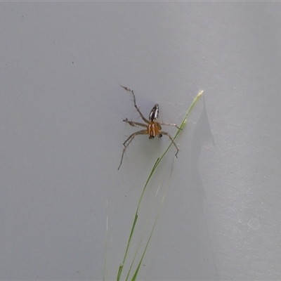 Oxyopidae (family) (Lynx spider) at Lyons, ACT - 7 Feb 2025 by ran452