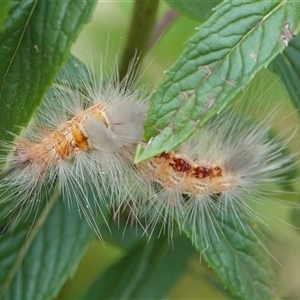 Orgyia anartoides (Painted Apple Moth) at Hall, ACT - 30 Jan 2025 by Anna123