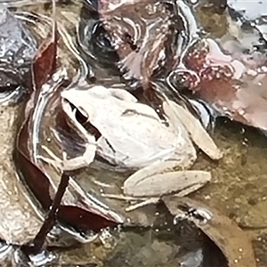 Litoria latopalmata at Copmanhurst, NSW - suppressed