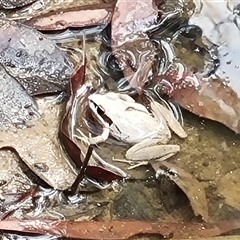 Litoria latopalmata at Copmanhurst, NSW - suppressed