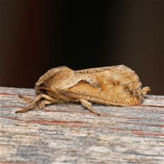 Elhamma australasiae (A Swift or Ghost moth (Hepialidae)) at Harrison, ACT - 6 Feb 2025 by DPRees125