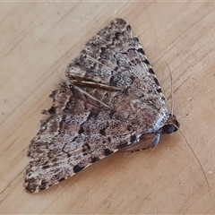 Diatenes aglossoides (An Erebid Moth) at Yass River, NSW - 7 Feb 2025 by SenexRugosus