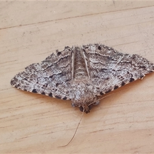 Diatenes aglossoides at Yass River, NSW - Yesterday 08:29 AM