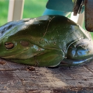 Litoria caerulea at Copmanhurst, NSW - suppressed
