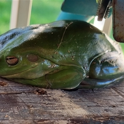 Litoria caerulea (Green Tree Frog) at Copmanhurst, NSW - 24 Nov 2024 by MazzV