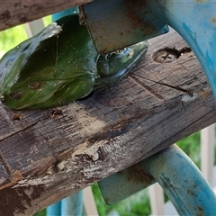 Litoria caerulea at Copmanhurst, NSW - suppressed