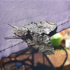 Unidentified Wood moth (Cossidae) at Lyneham, ACT - 3 Feb 2025 by JulieMc