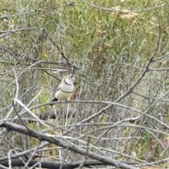 Stizoptera bichenovii at Stromlo, ACT - Today by KMcCue