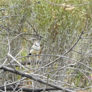 Stizoptera bichenovii (Double-barred Finch) at Stromlo, ACT - 7 Feb 2025 by KMcCue