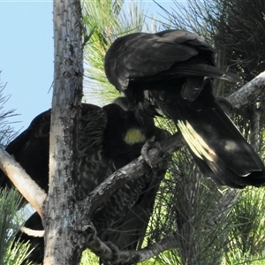 Zanda funerea at Denman Prospect, ACT - 7 Feb 2025 09:13 AM