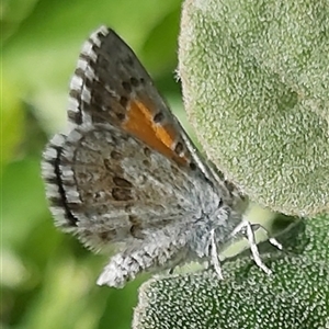 Lucia limbaria (Chequered Copper) at Lyneham, ACT - 5 Feb 2025 by JulieMc