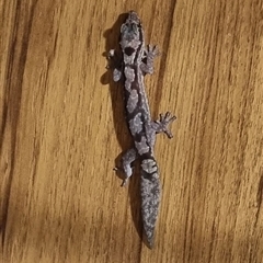 Oedura robusta (Robust Velvet Gecko) at Copmanhurst, NSW - 29 Nov 2024 by MazzV