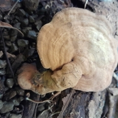 Ganoderma sp. (Ganoderma sp.) at Pappinbarra, NSW - Yesterday by jonvanbeest