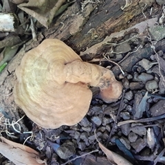 Ganoderma sp. at Pappinbarra, NSW - 6 Feb 2025 12:21 PM