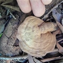 Ganoderma sp. at Pappinbarra, NSW - 6 Feb 2025 12:21 PM