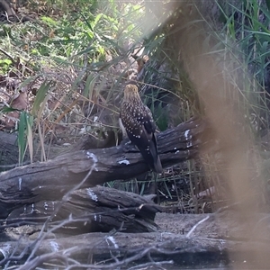 Haliastur sphenurus at Splitters Creek, NSW - 27 Jan 2025 08:05 AM