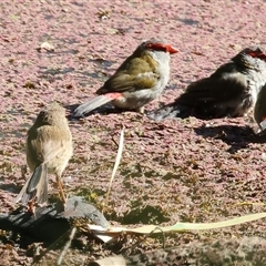 Neochmia temporalis (Red-browed Finch) at Splitters Creek, NSW - 27 Jan 2025 by KylieWaldon