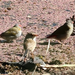 Neochmia temporalis at Splitters Creek, NSW - 27 Jan 2025 08:43 AM
