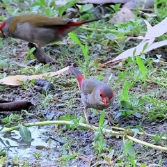 Neochmia temporalis (Red-browed Finch) at Splitters Creek, NSW - 27 Jan 2025 by KylieWaldon