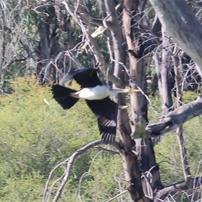 Anhinga novaehollandiae (Australasian Darter) at Splitters Creek, NSW - 27 Jan 2025 by KylieWaldon