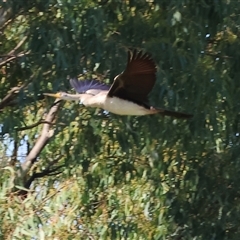 Anhinga novaehollandiae at Splitters Creek, NSW - 27 Jan 2025 08:53 AM