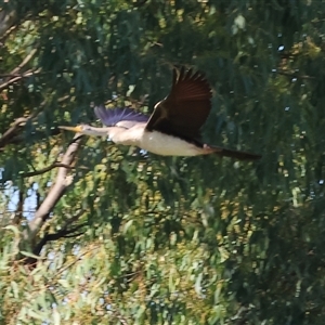 Anhinga novaehollandiae at Splitters Creek, NSW - 27 Jan 2025 08:53 AM
