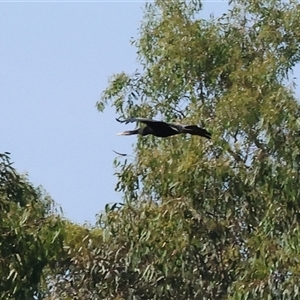 Anhinga novaehollandiae at Splitters Creek, NSW - 27 Jan 2025 08:53 AM